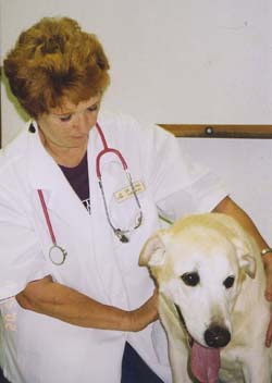 Dr. Jayna Karpinski-Costa examining a dog in her veterinary practice